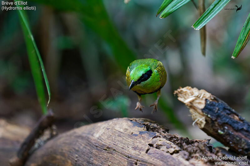 Bar-bellied Pitta