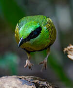 Bar-bellied Pitta