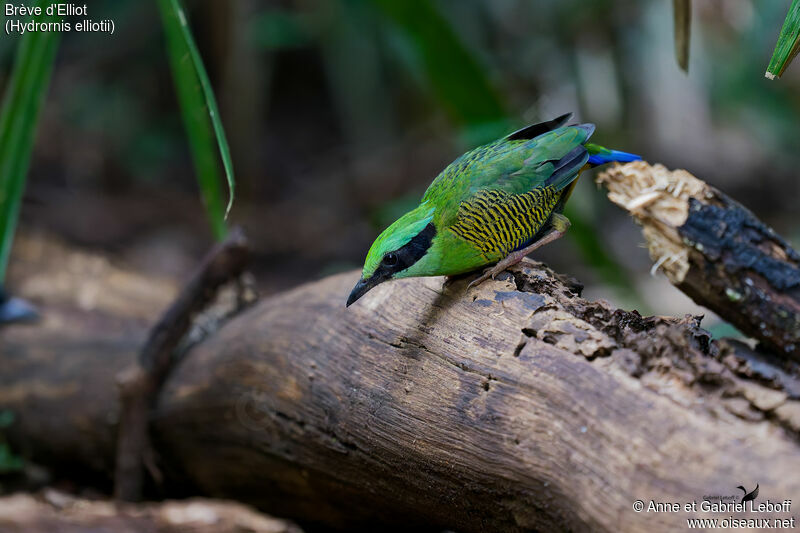 Bar-bellied Pitta