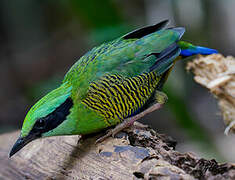 Bar-bellied Pitta