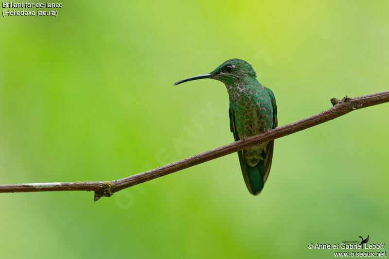 Green-crowned Brilliant female adult