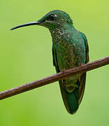 Green-crowned Brilliant