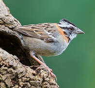 Rufous-collared Sparrow