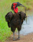 Southern Ground Hornbill