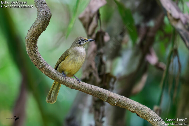 Bulbul de Conradadulte