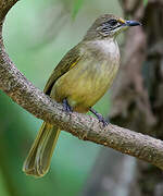 Streak-eared Bulbul