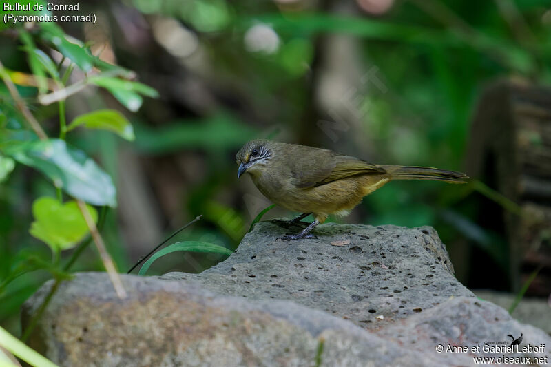 Bulbul de Conrad