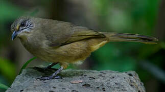 Streak-eared Bulbul