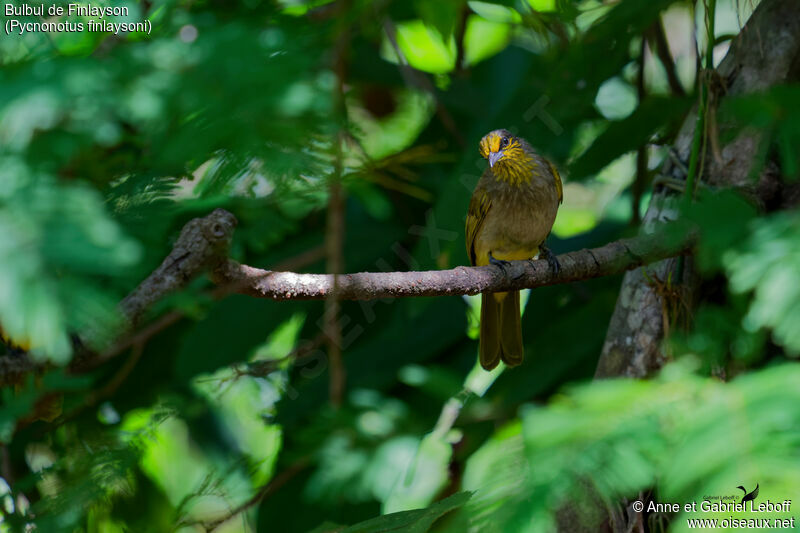 Stripe-throated Bulbul