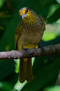 Stripe-throated Bulbul