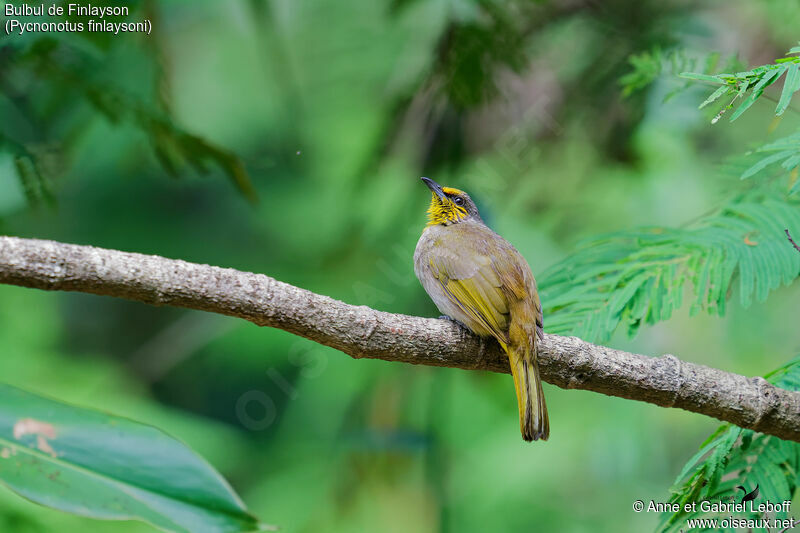 Bulbul de Finlaysonadulte