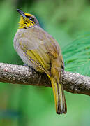 Stripe-throated Bulbul