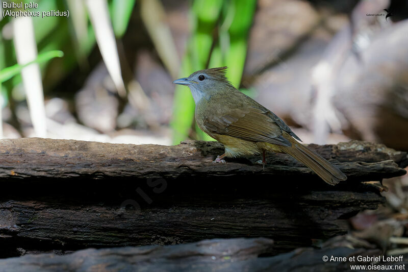 Bulbul pâle