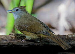 Puff-throated Bulbul