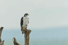 Augur Buzzard