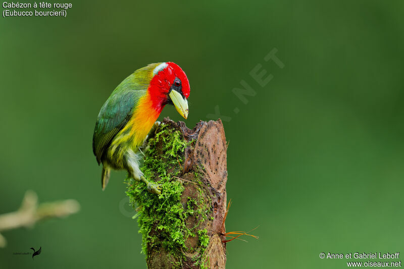 Red-headed Barbet male