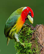 Red-headed Barbet