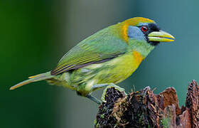 Red-headed Barbet