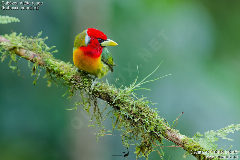 Red-headed Barbet male