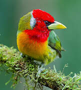 Red-headed Barbet