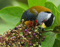 Toucan Barbet