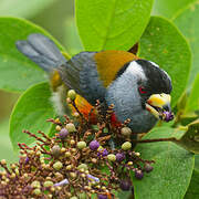 Toucan Barbet