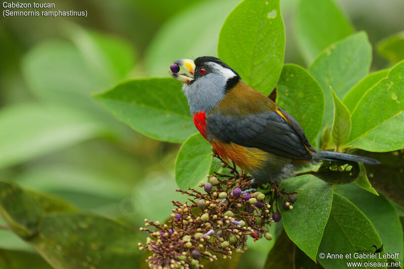 Cabézon toucan