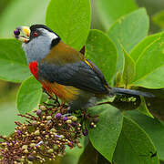 Toucan Barbet