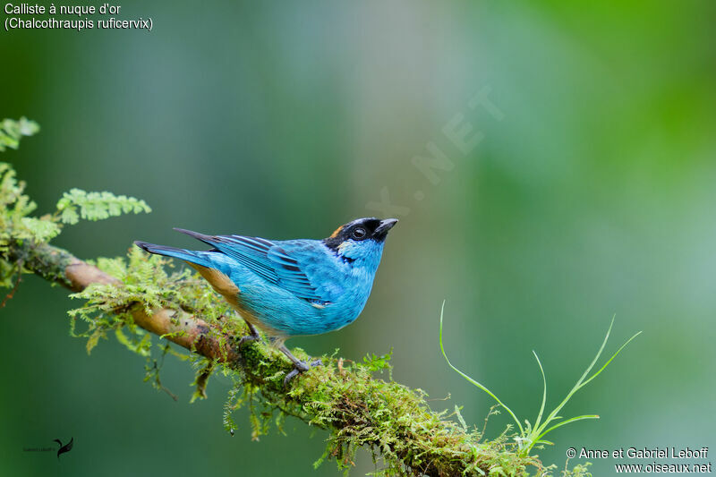 Golden-naped Tanager