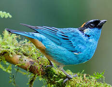 Golden-naped Tanager