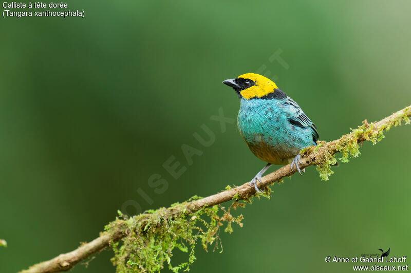 Saffron-crowned Tanager male