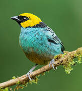 Saffron-crowned Tanager