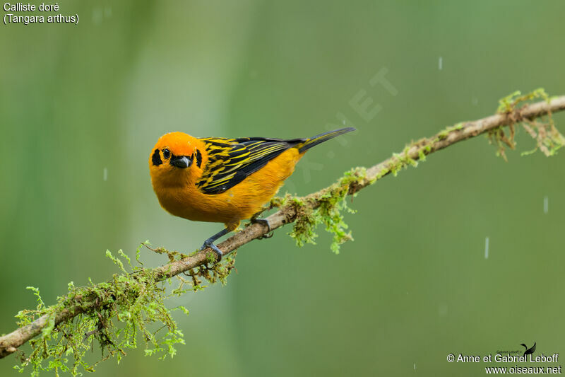 Golden Tanager