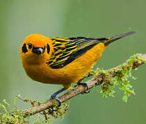 Golden Tanager