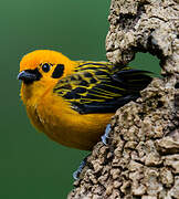 Golden Tanager