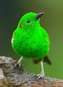 Glistening-green Tanager