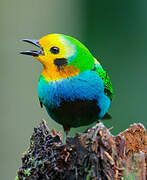 Multicolored Tanager