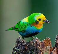 Multicolored Tanager