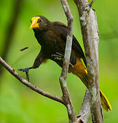 Russet-backed Oropendola