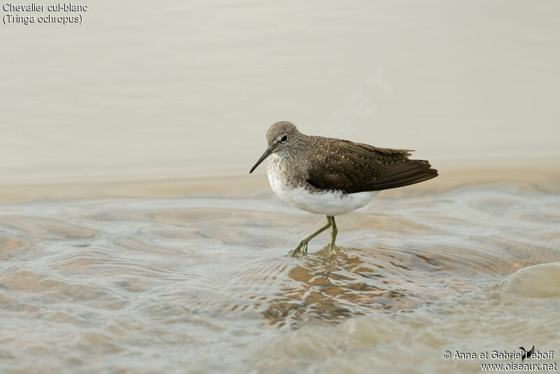 Green Sandpiper