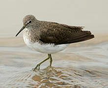 Green Sandpiper