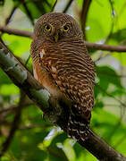 Asian Barred Owlet