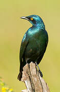 Greater Blue-eared Starling