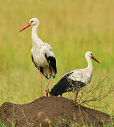 White Stork