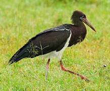 Abdim's Stork