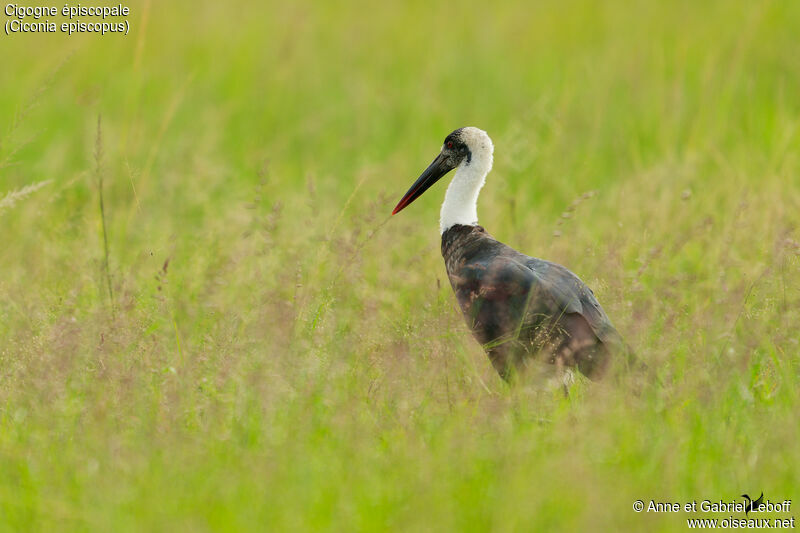 Cigogne épiscopale