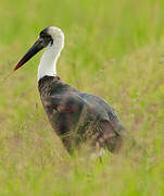 Asian Woolly-necked Stork