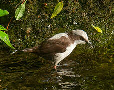 White-capped Dipper