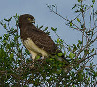 Black-chested Snake Eagle