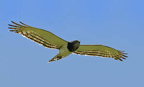 Black-chested Snake Eagle